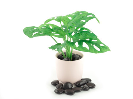Monstera adansonii (Monstera Obliqua Miq) "Monkey leaf"swiss cheese plant in light pink pot and sprinkled with black stone isolated on a white background.の写真素材