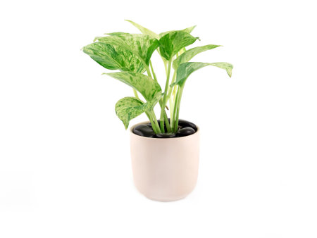 Epipremnum aureum marble queen plant in light pink pot and sprinkled with black stoneon isolated on a white background. Houseplant for office or living room. Space for your text.の写真素材