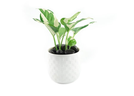 Epipremnum aureum plant in white pot and sprinkled with black stone  isolated on white background. Houseplant for office or living room. Space for your text.の写真素材