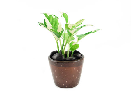 Epipremnum aureum plant in brown pot and sprinkled with black stone isolated on white background. houseplant for office or living room. Space for your text.の写真素材