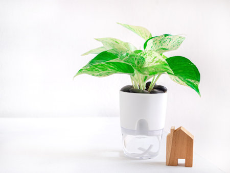 Epipremnum aureum marble queen plant in transparent double layer plastic flower pot, self-watering flowerpot cotton rope on white wooden table, with house wooden toy, decoration in office or home.の写真素材