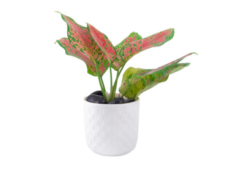 Aglaonema Lady Valentine (Aglaonema pink) in a white pot isolated on white background. Grown as an ornamental plant to filter indoor air pollutants and toxins.の写真素材
