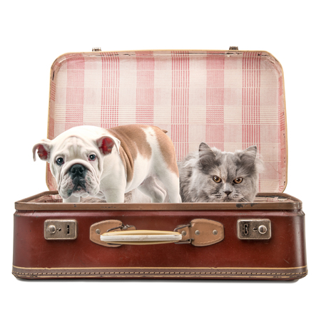 dog and cat in suitcase on white backgroundの写真素材