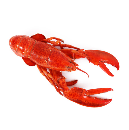 delicious lobster on white backgroundの写真素材