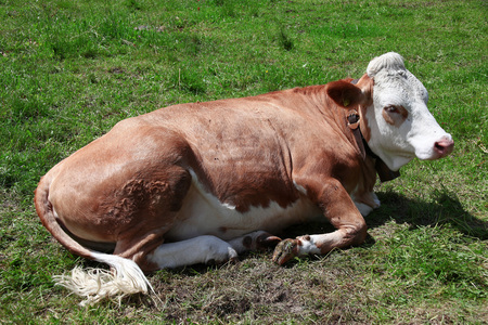 one calm cow on pastureの写真素材