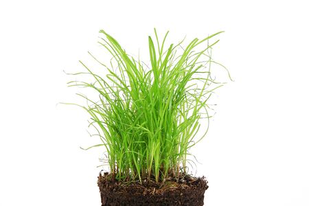 fresh grass on white backgroundの写真素材