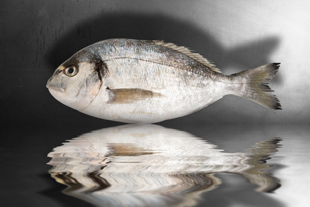 isolated fish on dark backgroundの写真素材