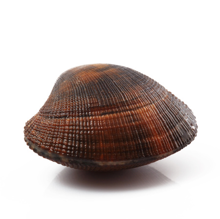 isolated fresh clam on white backgroundの写真素材