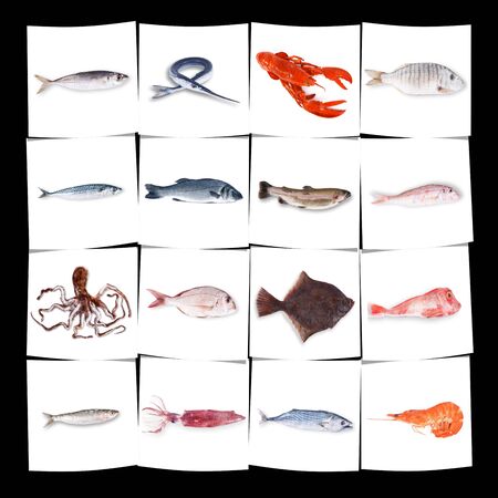 fresh fish collage on white backgroundの写真素材