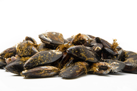 isolated fresh mussels on white backgroundの写真素材