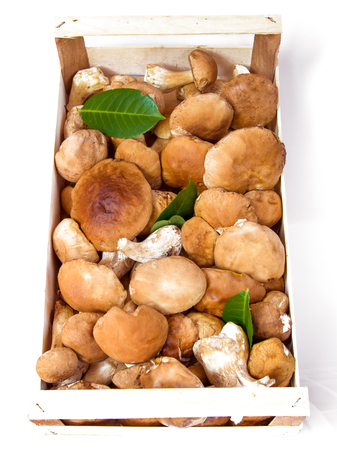 porcini mushrooms on white backgroundの写真素材