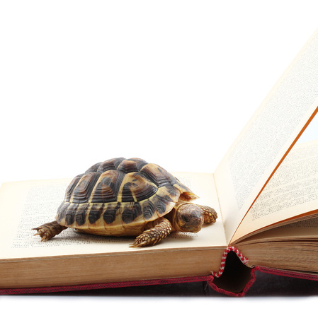 turtle reading a book on white backgroundの写真素材