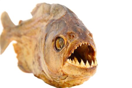 isolated embalmed piranha on white background