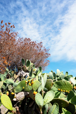 many prickly pear plants in the wild