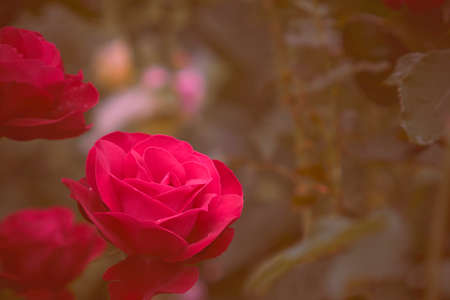rose blooming in the garden, flowers close upの写真素材