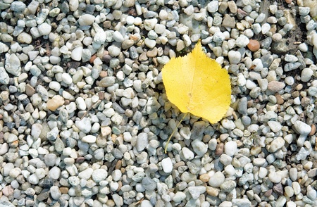 Foliage - Gravelの写真素材