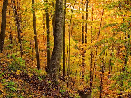 Autumn Forestの写真素材