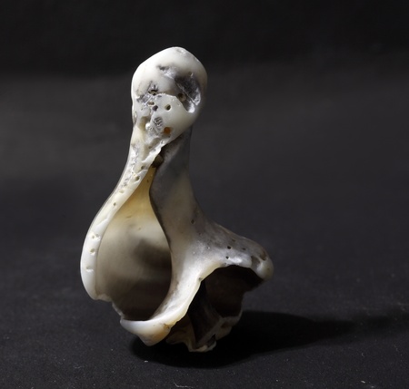 Rapanaの写真素材