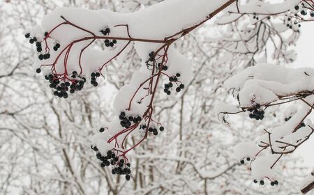 Bushes with black berriesの写真素材
