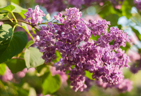 Spring time when garden lilac are in blossomの写真素材