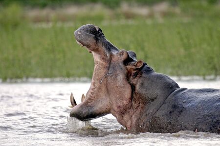 Hippo with mouth wide open Rufiji River in the Selous Southern Tanzaniaの写真素材