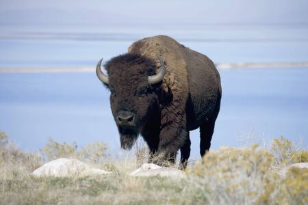 Buffalo with the Great Salt Lake behindの写真素材