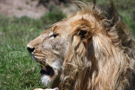 Side profile close up of lion in the Serengetiの写真素材