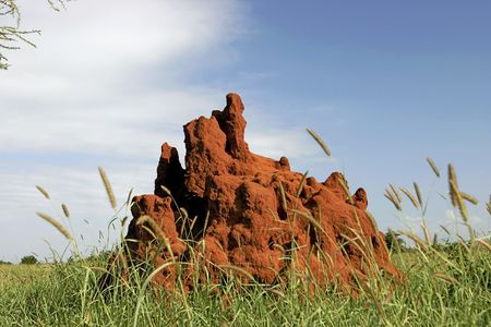 A termite mound in Tarangire Park in Tanzania Africaの写真素材