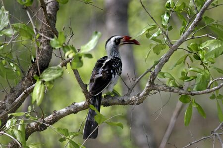 A Red-billed Hornbill found in Ruaha Park in Southern Tanzania Africa 