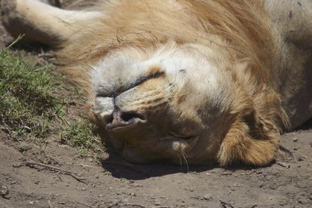 A young male lion sleeping upside downの写真素材