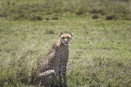 Cheetahs resting by a bushの写真素材