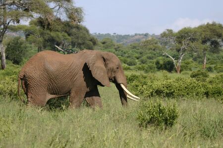 Elephant walking  in Tarangire Park Tanzania, Africa