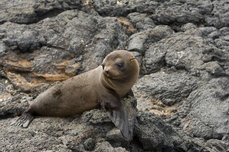 A young Sea lion in the Galapagos Islands, Ecuador, South Americaの写真素材