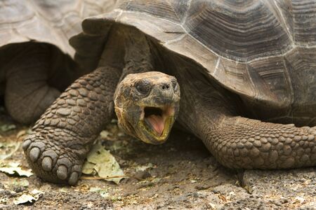 A Giant Galapagos tortoise, Geochelone elephantopus, found on the Galapagos Islands, Ecuador, South Americaの写真素材