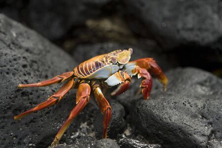 A Sally Lightfoot Crab, also known as Red Crab on Isla Santiago or Isla San Salvador, Galapagos Islands, Ecuador, South Americaの写真素材