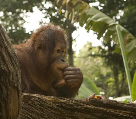 A close up portrait of the king of the primates, the Orangutanの写真素材