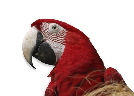 Parrot on white backgroundの写真素材