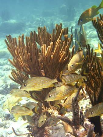 Blue lined Snapper off the Galapagos Islandsの写真素材