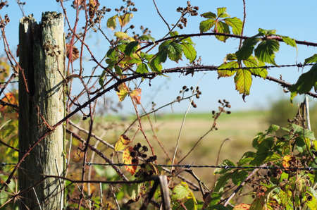 A Country Scene Viewed Through a Fenceのeditorial素材