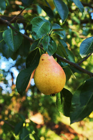 Pear on a branch in a garden