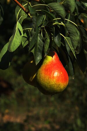 Pear on a branch in a gardenの写真素材