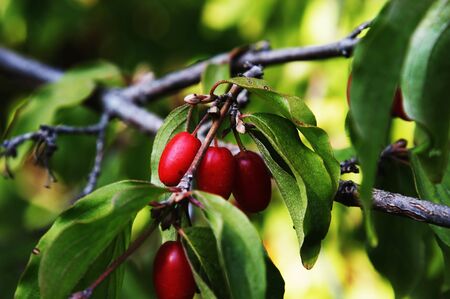 Cluster of berries of a barberryの写真素材