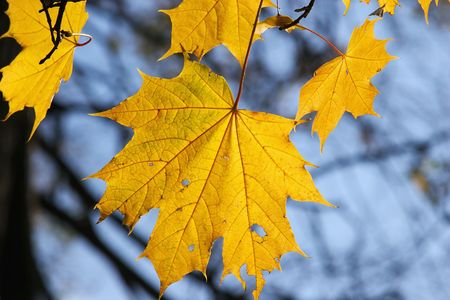 Autumn foliage on a background of the skyの写真素材