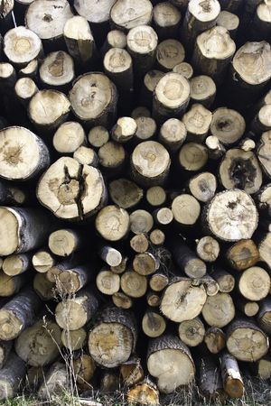 The prepared forest product for export