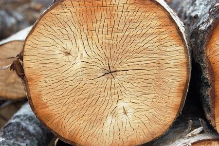 The prepared forest product for export