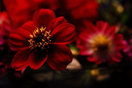 dahlia_06の写真素材