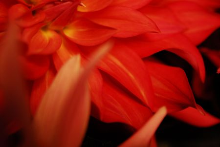 REDDAHLIAの写真素材