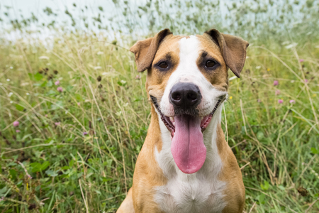 Smiling dog with big put out tongue sitting in the field among grasses and flowers on sunny day