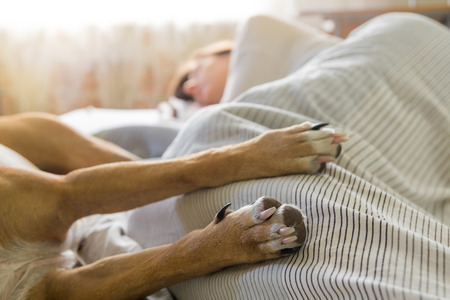 Sleep in bed with dog. Dog paws in bed with a human sleeping in the background on a sunny morning