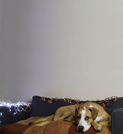 Puppy lies comfortably on a sofa in a living room decorated with christmas garlandsの写真素材